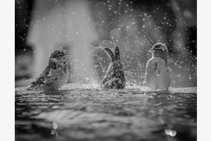 Letztes herbstliches Vogelbad