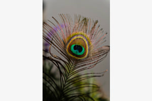 Das Auge