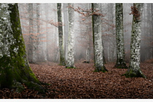 Misty forest