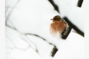 Im Schnee