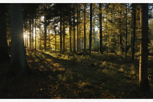 Abendlicht