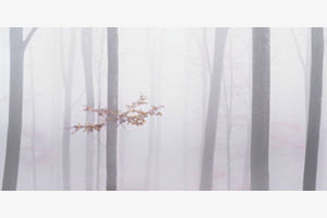 Stille