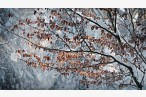 Winterlicht