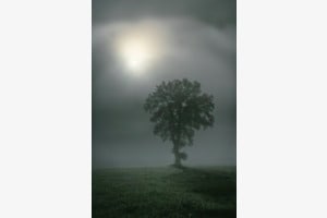 The lonely tree