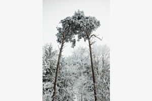 Winter's kiss
