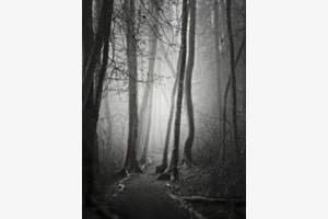 Verwunschener Wald