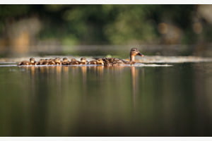 Happy family