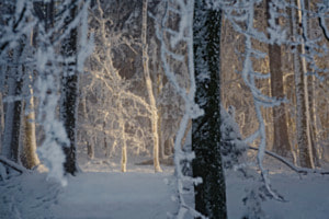 Winterwald Winterwald