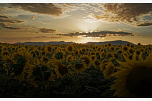 Sonnenblumen