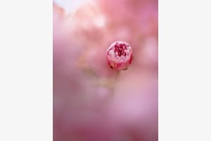 Memories of spring