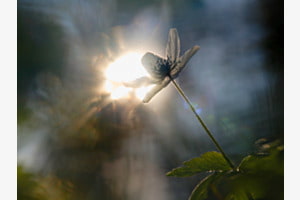 Magisches Licht