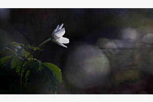 Dem Licht entgegen