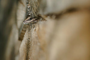 Gut versteckt