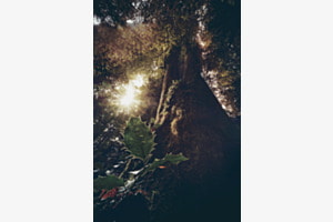 Looking up