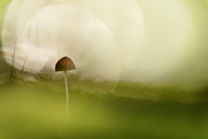 Mushroom magic Mushroom magic