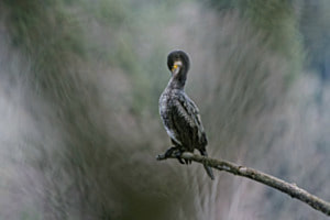 Kormoran Kormoran