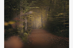 Herbstlicht
