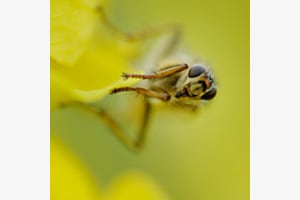 I love yellow