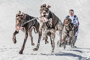 sledgedogs06