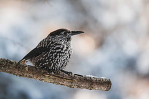 A Birdtastic Christmas