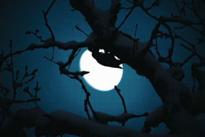 a PECK-tacular Night