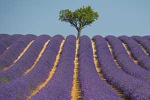 provence