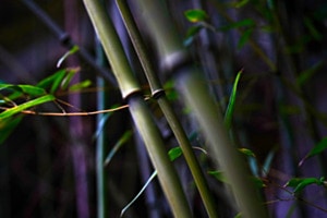 Bamboo