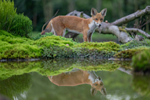 foxreflection