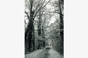 Winterwaldspaziergang