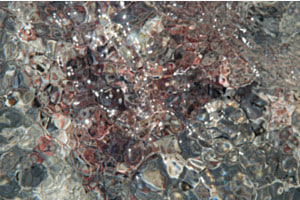 Wasser und Strandmuscheln