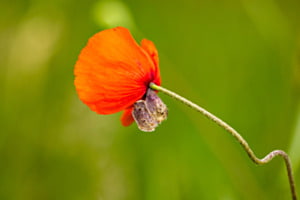 Mohnblume