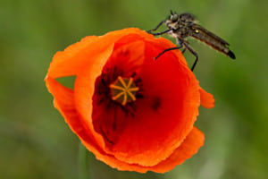 Raubfliege 