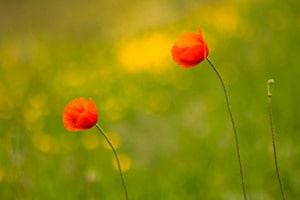 Mohn im Abendlicht