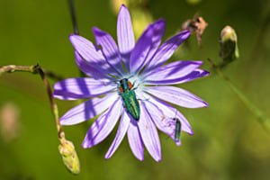 Blume mit Käfer