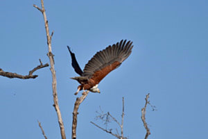 Hunting Hunting