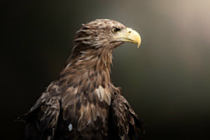 white-tailed eagle white-tailed eagle