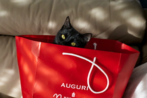 Adventsgrüsse