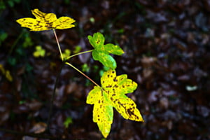 Fackeln im Wald