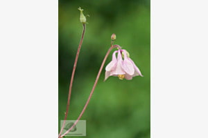 Akeleien (Aquilegia)