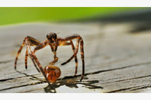 Exoskelett einer Spinne