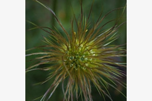 Wassertropfen in verblühter Anemone