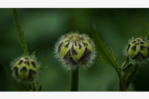 Distelknospe
