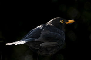 Amsel