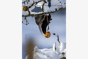 Amsel beim Apfelessen