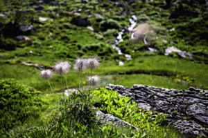 Anémones au jardin japonais. Tortin