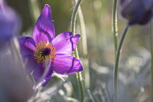 Anemone im Gegenlicht