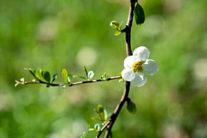 Apfelblüte