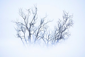 Froid