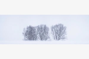Froid