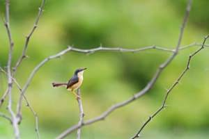 Prinia cendré, Chennai (Inde) Prinia cendré, Chennai (Inde)